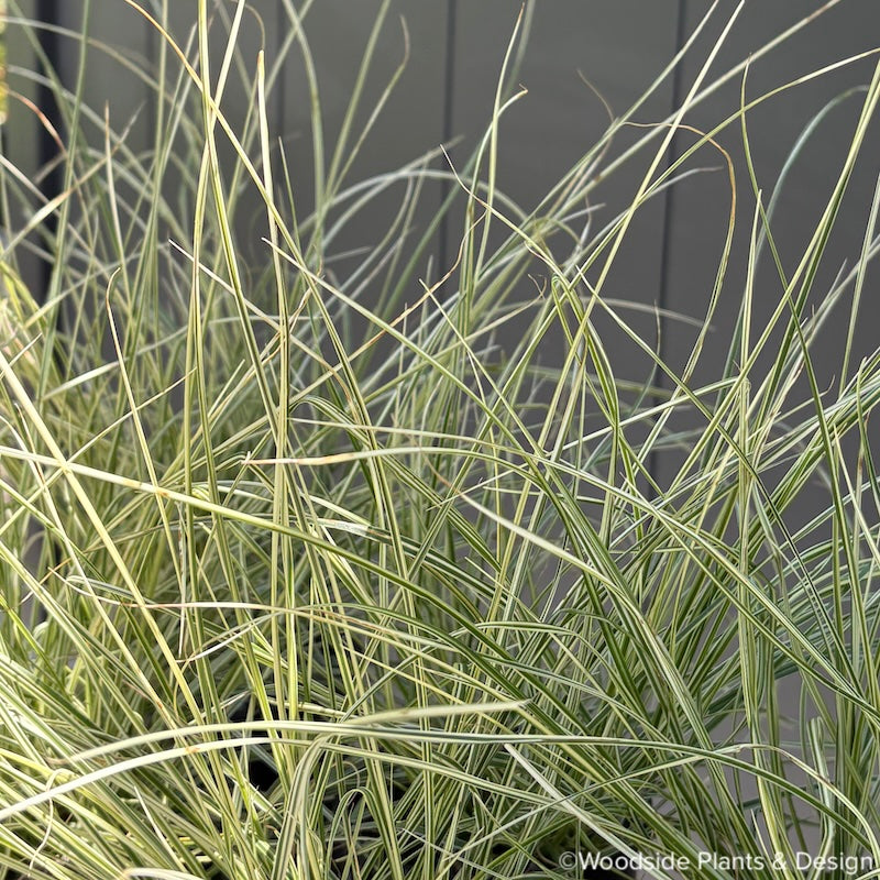 Cenchrus purpurascens (formerly Pennisetum alopecuroides) Pennstripe™