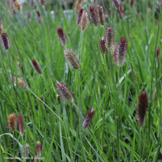 Pennisetum thunbergii 'Red Buttons'