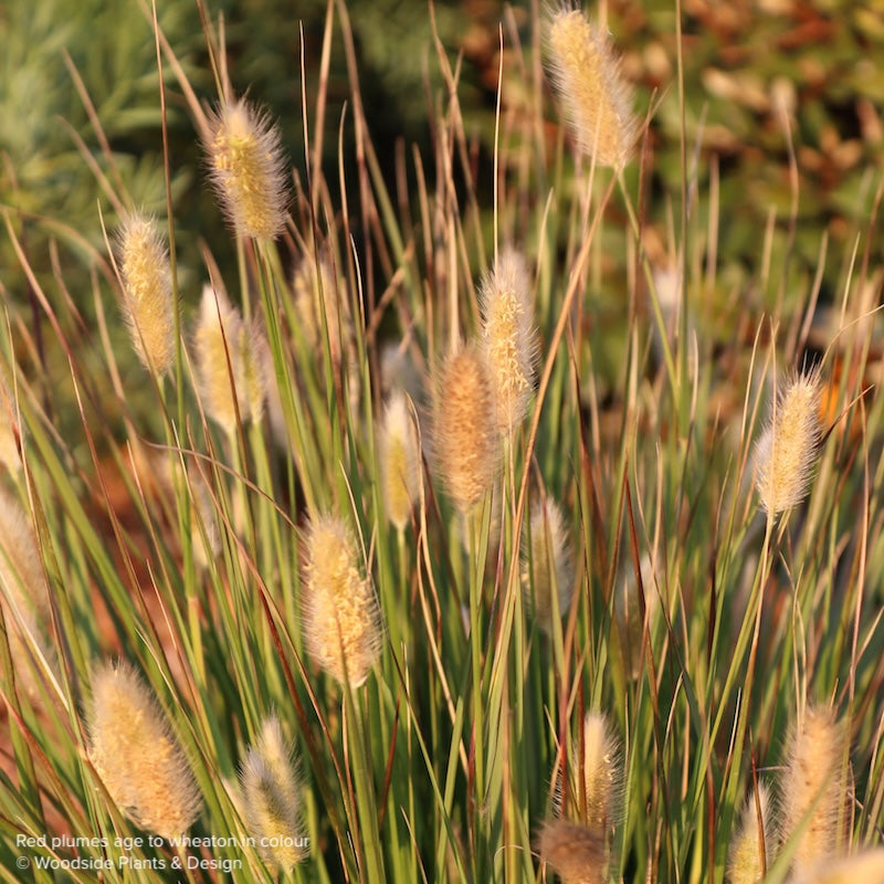 Pennisetum thunbergii 'Red Buttons'