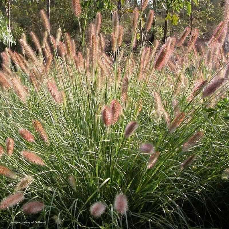 Pennisetum alopecuroides Purple Lea®