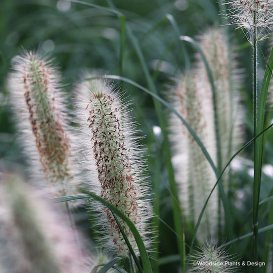 Pennisetum alopecuroides