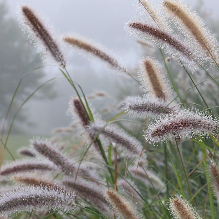 Pennisetum alopecuroides
