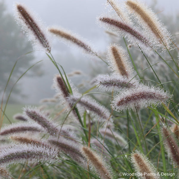 Pennisetum alopecuroides