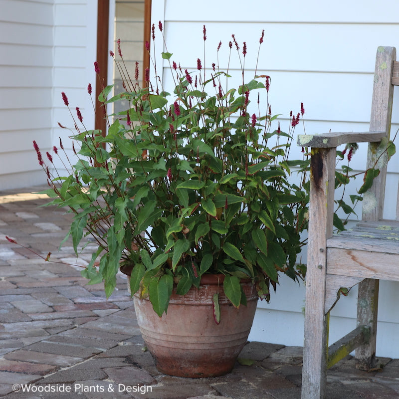 Persicaria amplexicaulis 'Lisan'