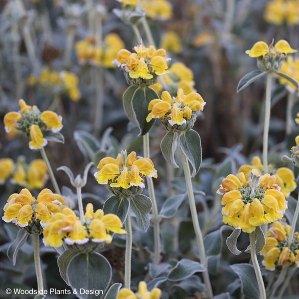 Phlomis grandiflora 'Lloyds Variety'