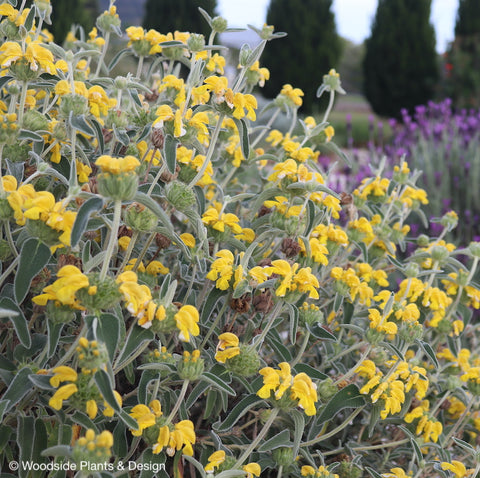 Phlomis platystegia