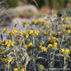 Phlomis platystegia