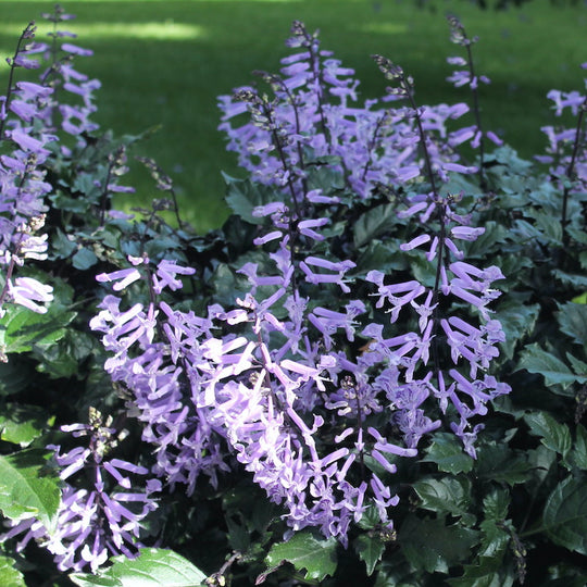 Plectranthus 'Velvet Elvis'
