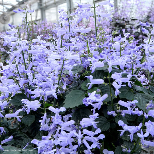 Plectranthus 'Velvet Idol'