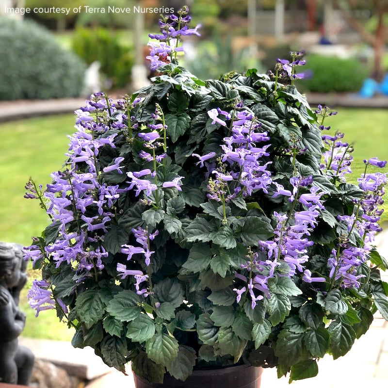 Plectranthus 'Velvet Idol'