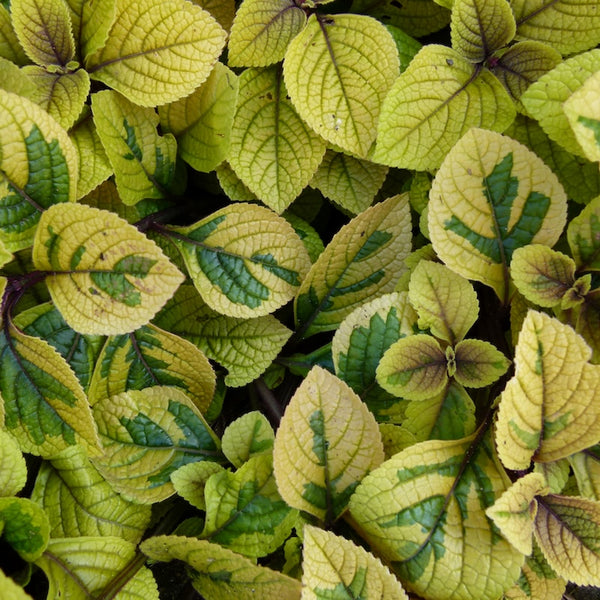Plectranthus oertendahlii 'Lime Light'