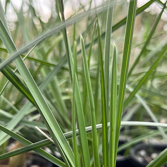 Poa labillardieri 'Marna Blue'