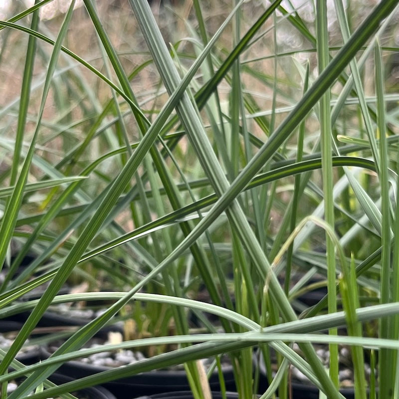 Poa labillardieri 'Marna Blue'