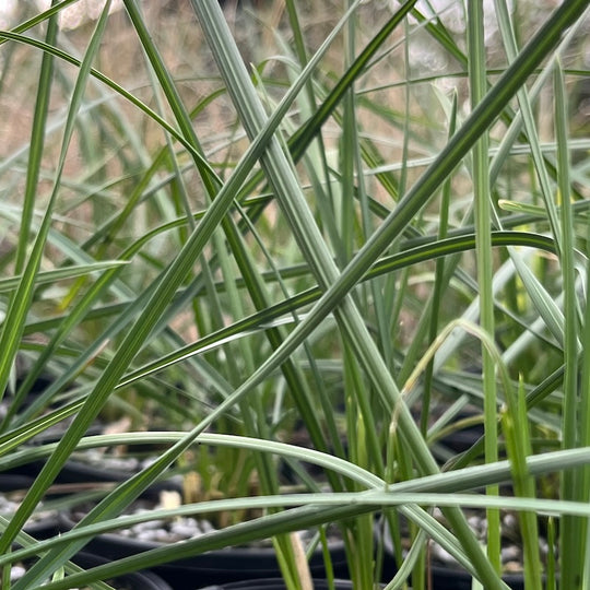 Poa labillardieri 'Marna Blue'