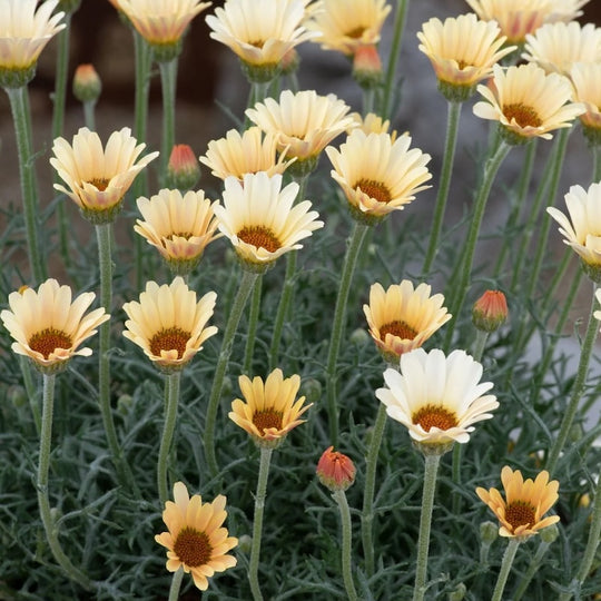 Rhodanthemum hosmariense 'Zagora Yellow'