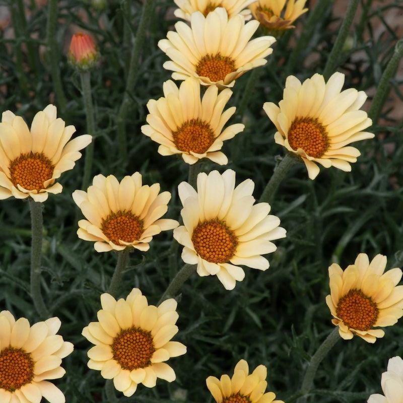 Rhodanthemum hosmariense 'Zagora Yellow'