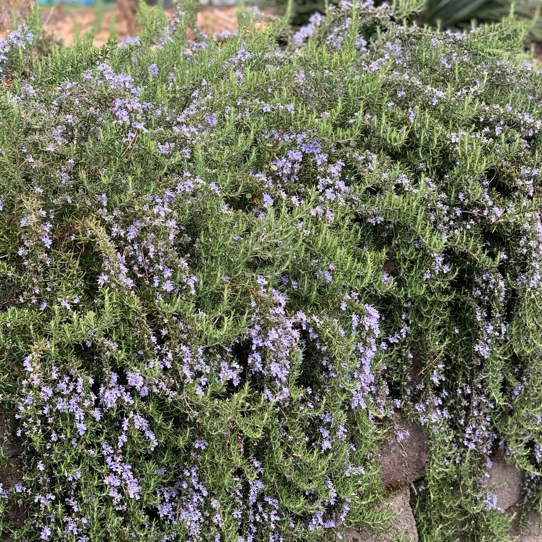 Rosmarinus officinalis 'Huntington Carpet'