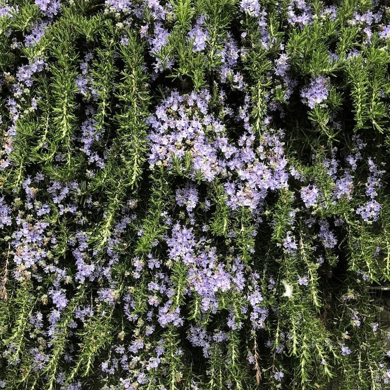 Rosmarinus officinalis prostratus