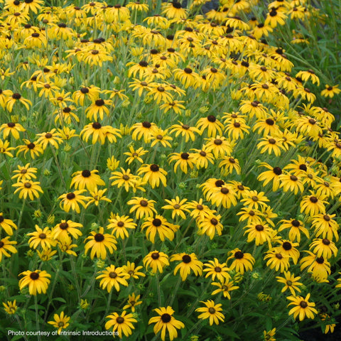 Rudbeckia fulgida 'American Gold Rush'