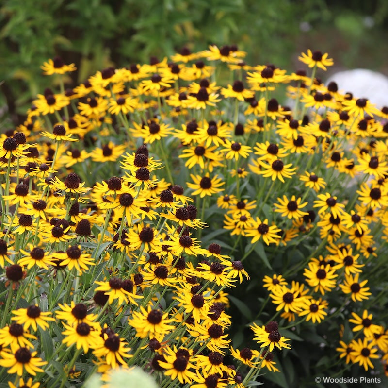 Rudbeckia fulgida var. sullivantii 'Little Goldstar'