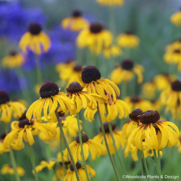 Rudbeckia grandiflora 'Sundance'