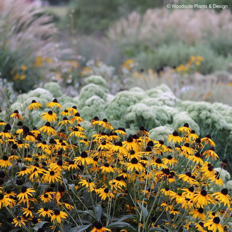 Rudbeckia fulgida 'Goldsturm'