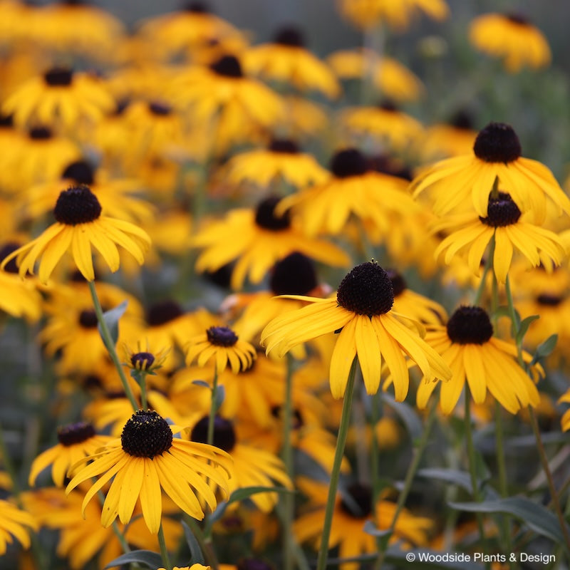 Rudbeckia fulgida 'Goldsturm'