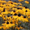 Rudbeckia fulgida 'Goldsturm'