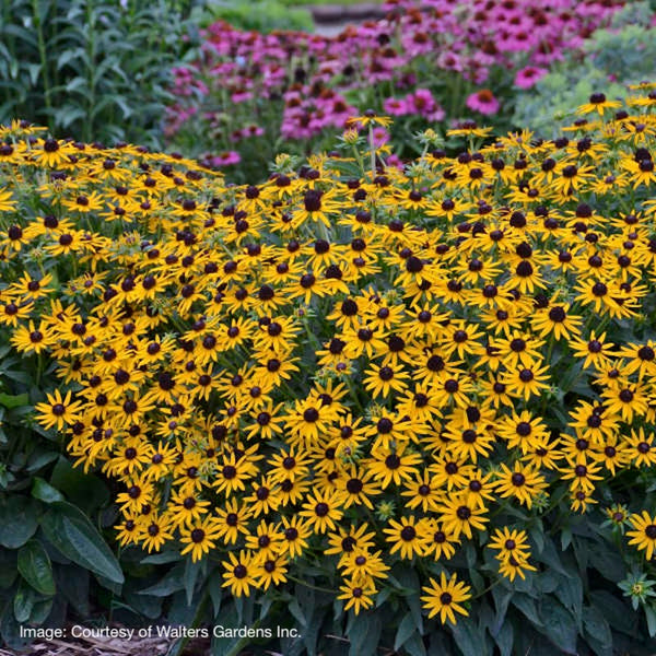 Rudbeckia fulgida var. sullivantii 'Little Goldstar'