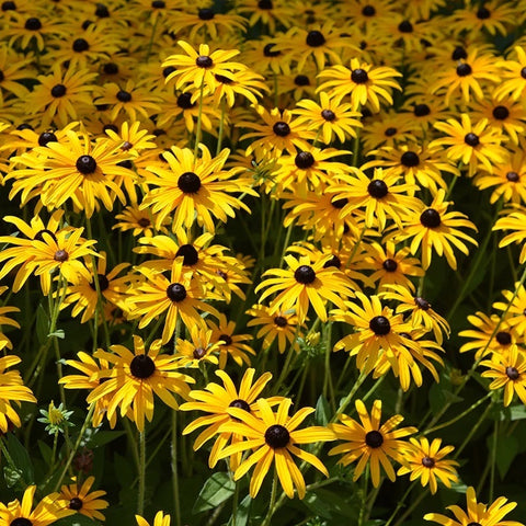 Rudbeckia fulgida var. fulgida