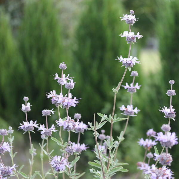 Salvia 'Allen Chickering'