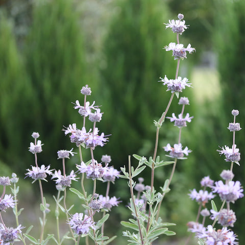 Salvia 'Allen Chickering'