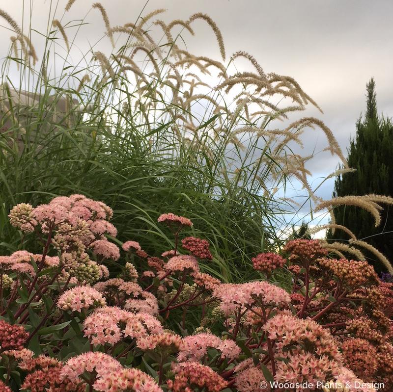 Sedum telephium 'Matrona'