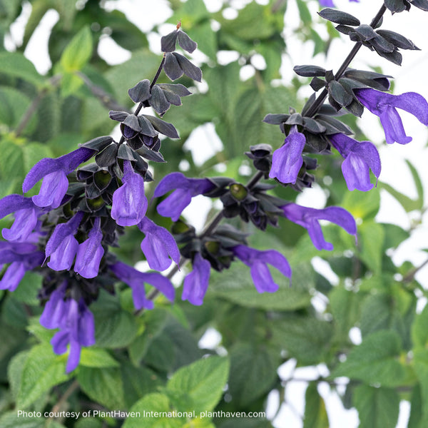 Salvia x guaranitica Bodacious® 'Rhythm & Blues'