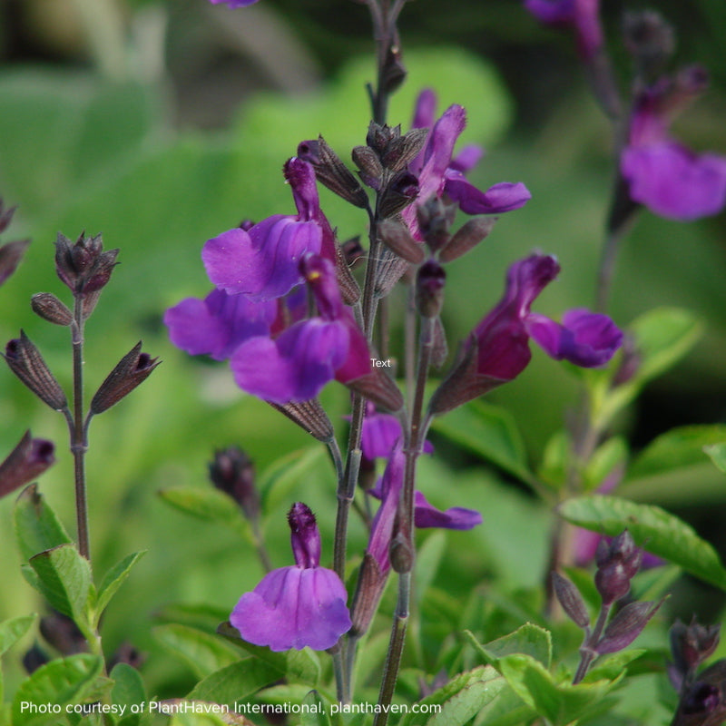 Salvia x jamensis 'Ignition Purple'
