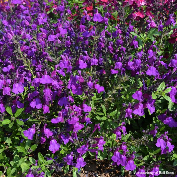 Salvia gregii Mirage™ Deep Purple