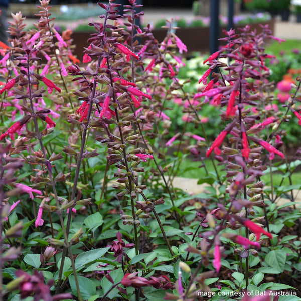 Salvia Salmia Dark Purple