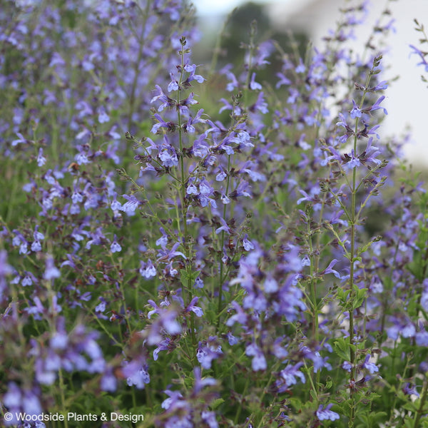 Salvia 'African Sky'