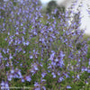 Salvia 'African Sky'