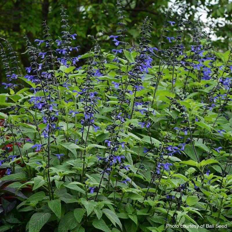 Salvia 'Black & Bloom'