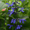 Salvia 'Black & Bloom'