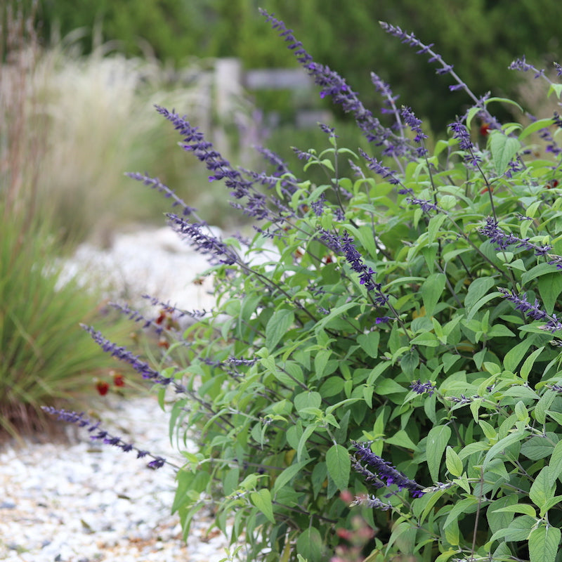 Salvia 'Blue Abyss'