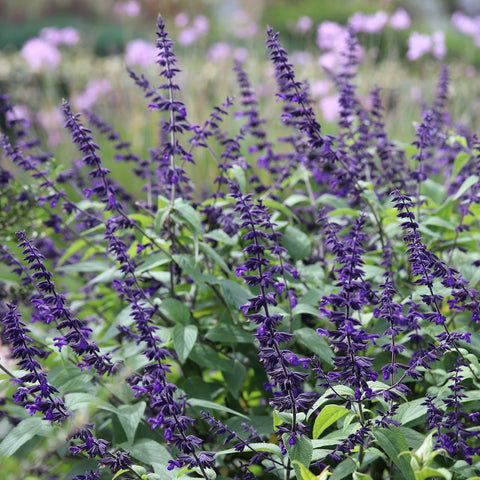 Salvia 'Blue Abyss'