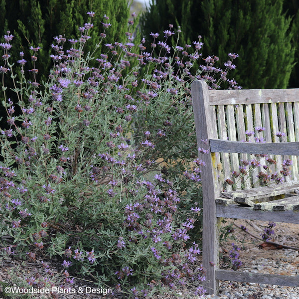 Salvia 'Celestial Blue'