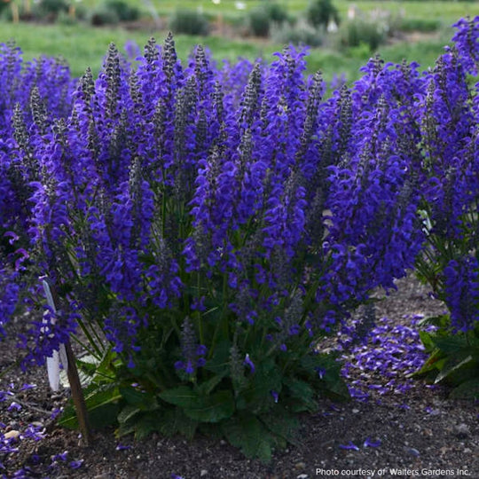 Salvia 'Evening Attire'