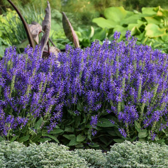 Salvia 'Evening Attire'