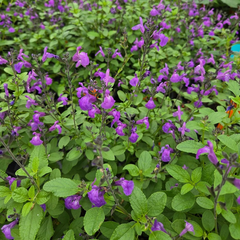 Salvia 'Mesa Azure'