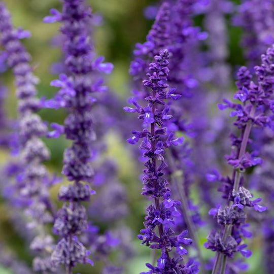 Salvia 'Mystic Spires'