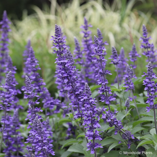 Salvia 'Mystic Spires'