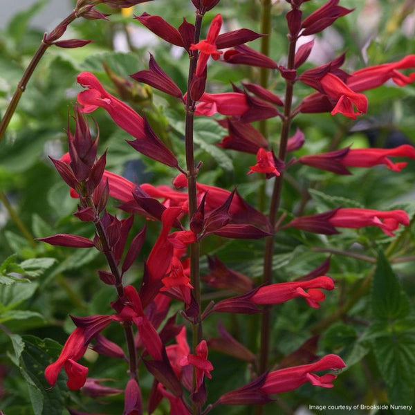 Salvia 'Roman Red'